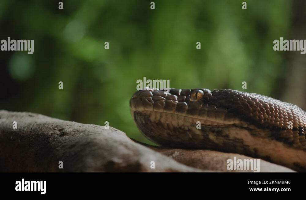 Reticulated python tree Stock Videos & Footage - HD and 4K Video Clips ...