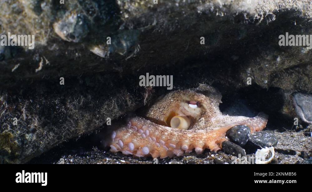 octopus underwater breathing gills and shrimp animal behaviour ocean