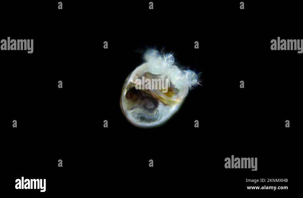 Larva sea snail under a microscope, called veliger, class Gastropoda