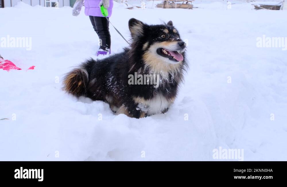 Dog Corgi Tricolor walks in winter on a leash. Corgi dog sits in the ...