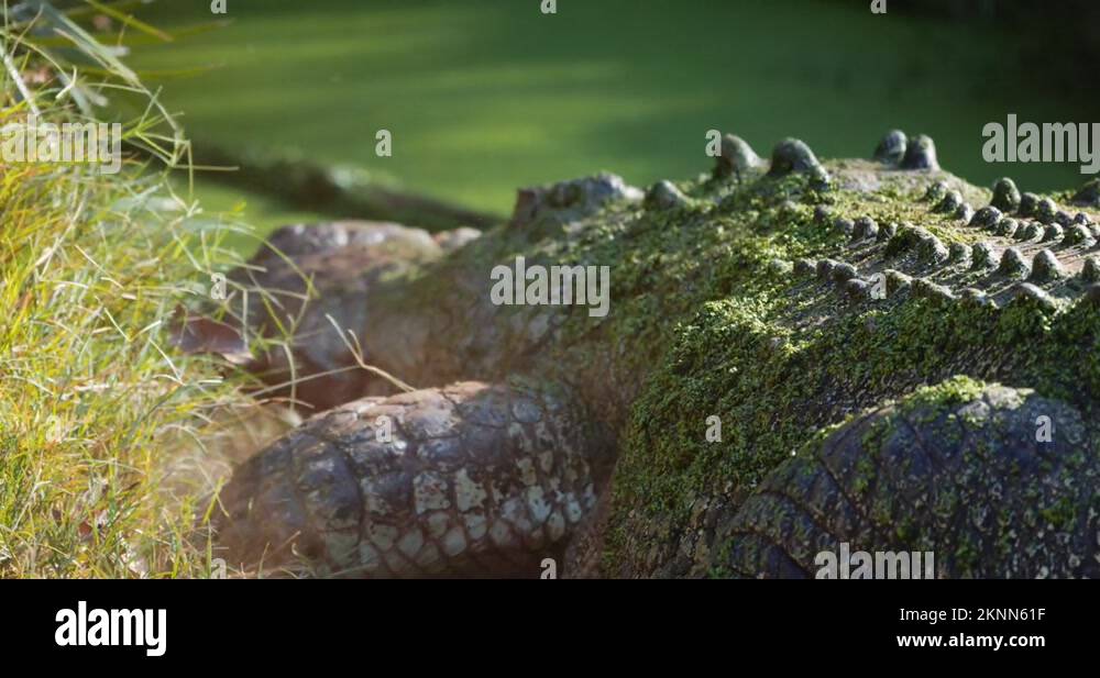 Saltwater Crocodile. Farming and wildlife tourism, Australia and South ...