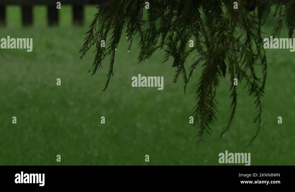 Raindropsinthegrass Stock Videos & Footage HD and 4K Video Clips Alamy