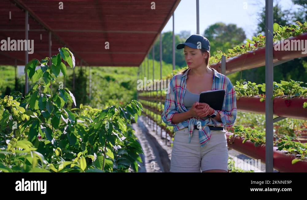 Plant breeder in nursery garden Stock Video Footage Alamy