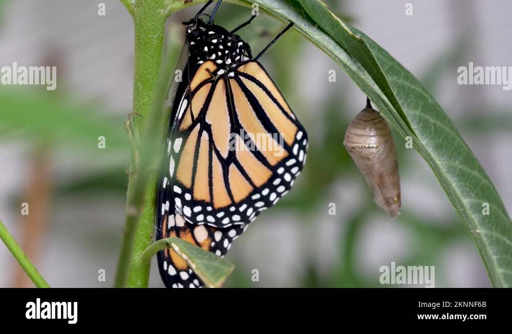 Hatching butterfly Stock Videos & Footage HD and 4K Video Clips Alamy