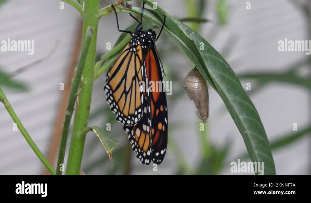 Monarch Butterfly after recently hatching from a cocoon drying in the