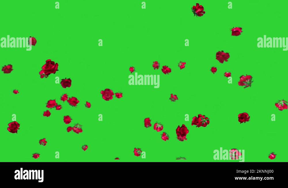 Realistic Rose Petals Falling on Green Screen Background Stock Video ...