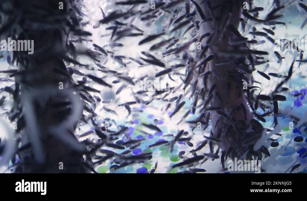 Doctors fish Stock Videos & Footage HD and 4K Video Clips Alamy