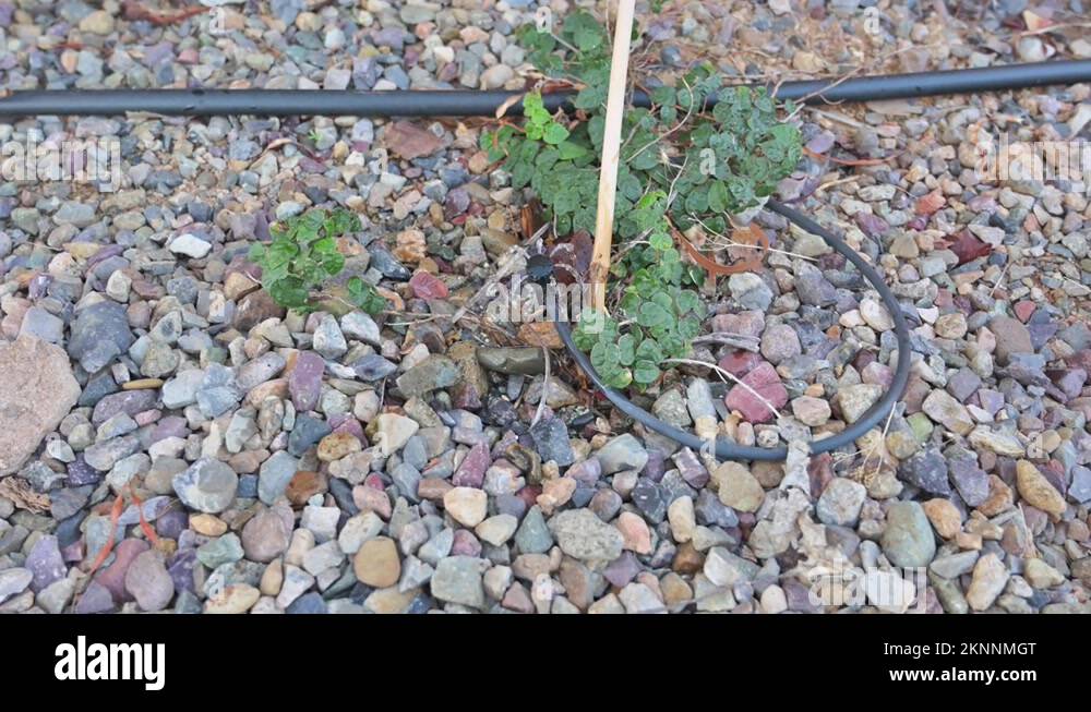 Xeriscape garden design Stock Videos & Footage HD and 4K Video Clips