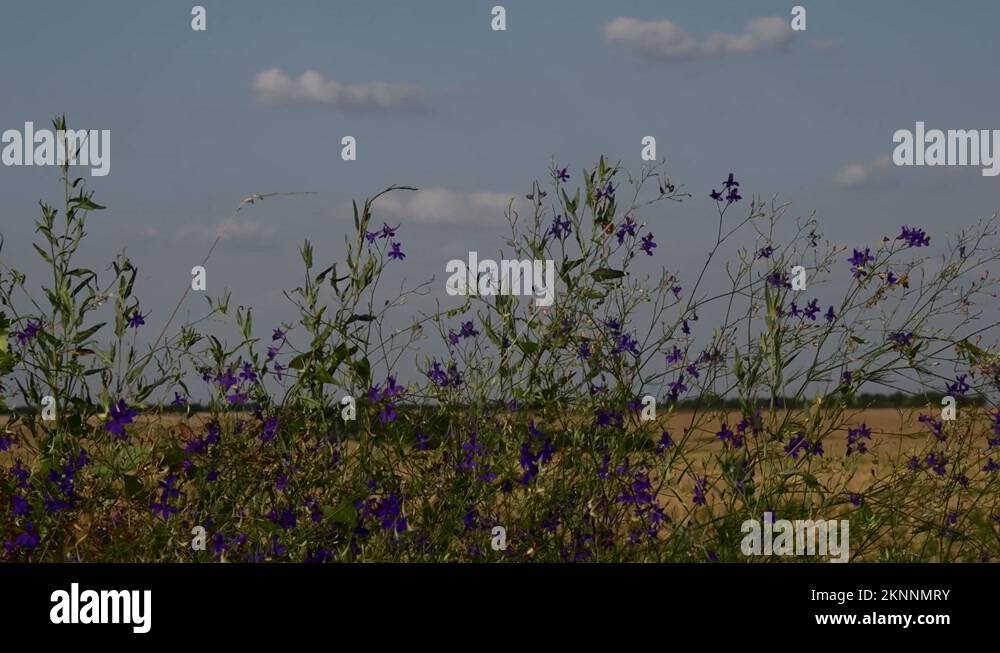 Peaceful field Stock Videos & Footage - HD and 4K Video Clips - Alamy