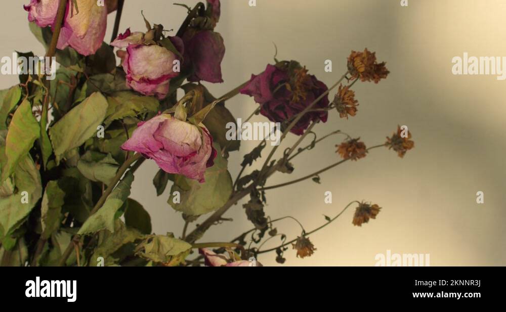 Wilted flower bouquet Stock Videos & Footage HD and 4K Video Clips