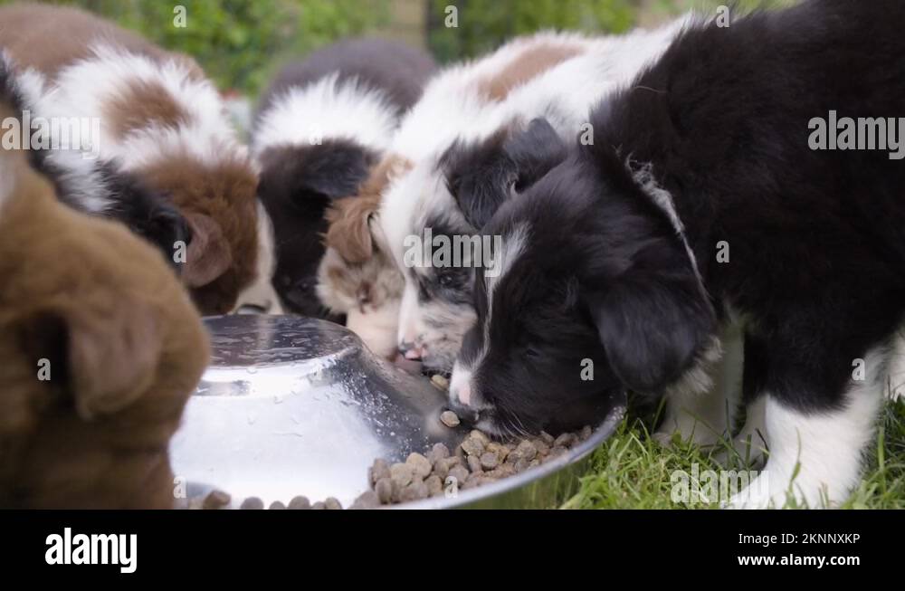 A group of cute little puppies eat dry dog food from a bowl on grass
