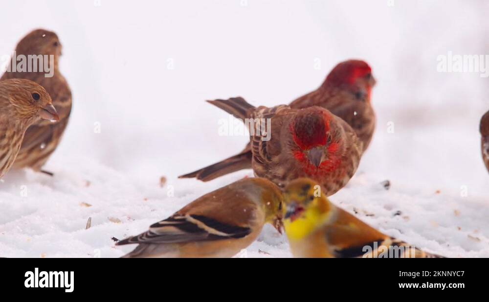 Seed finches Stock Videos & Footage HD and 4K Video Clips Alamy