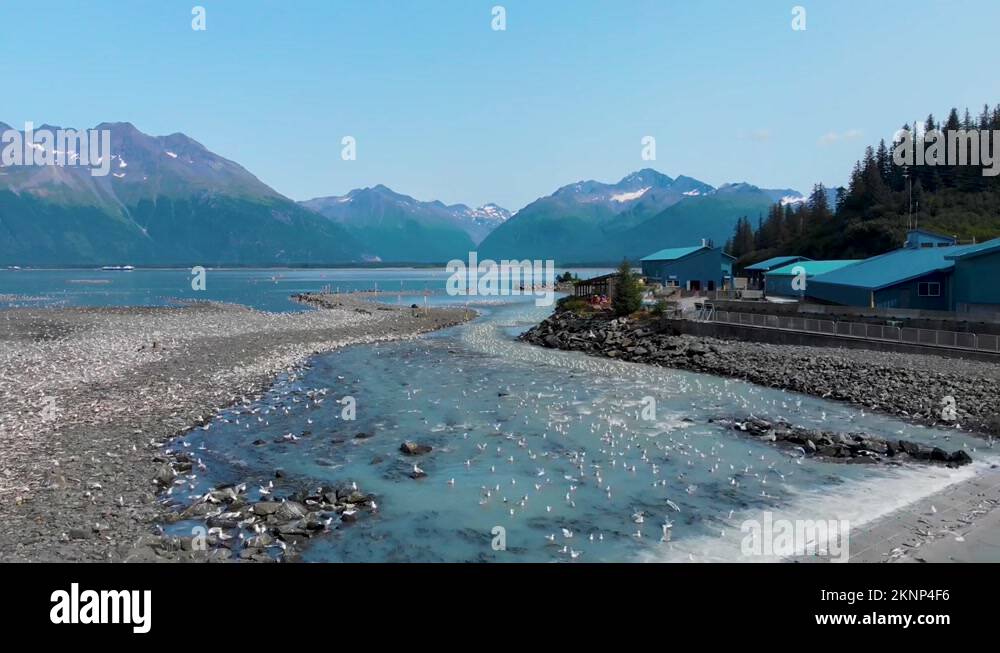 Alaska hatchery salmon Stock Videos & Footage HD and 4K Video Clips