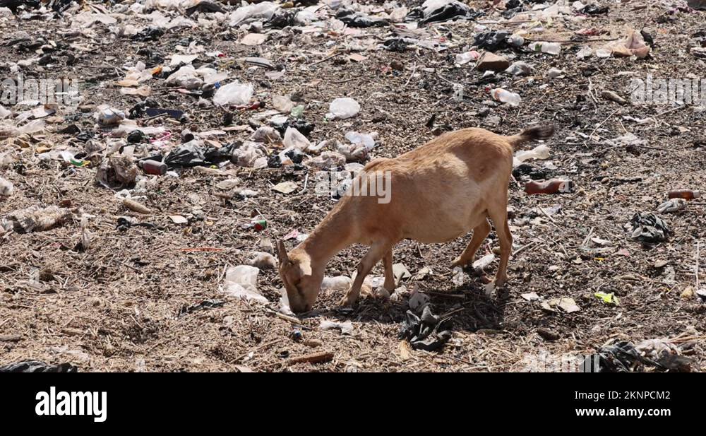 Goat eating plastic garbage dump Ghana Africa 4K Stock Video Footage
