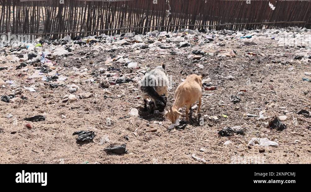 Goats eating plastic garbage dump Ghana Africa 4K Stock Video Footage