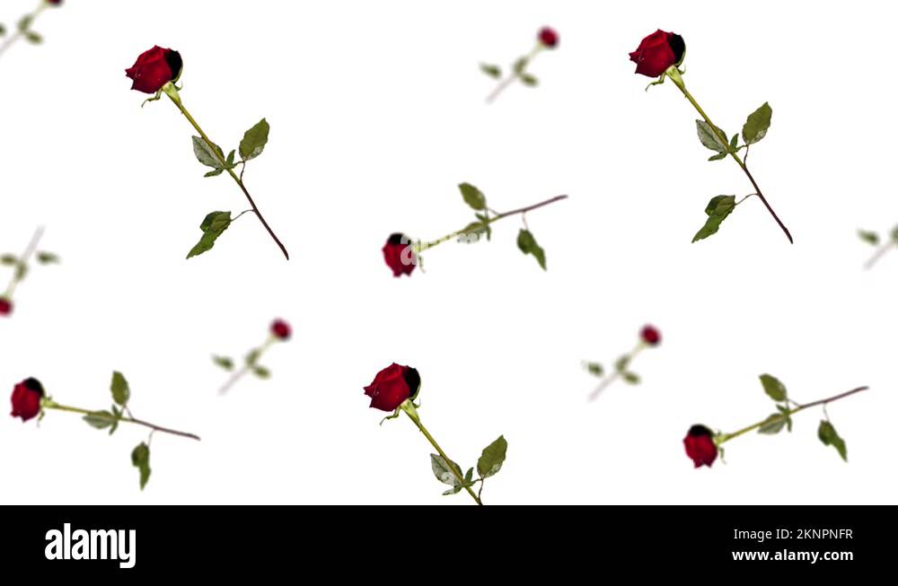 Animated rose flowers with stem and leaves animated wiggle and move.4k
