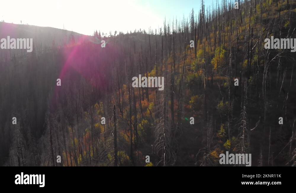 Dying yosemite trees Stock Videos & Footage HD and 4K Video Clips Alamy