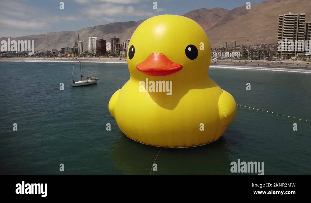 Pato de hule gigante Stock Video Footage Alamy
