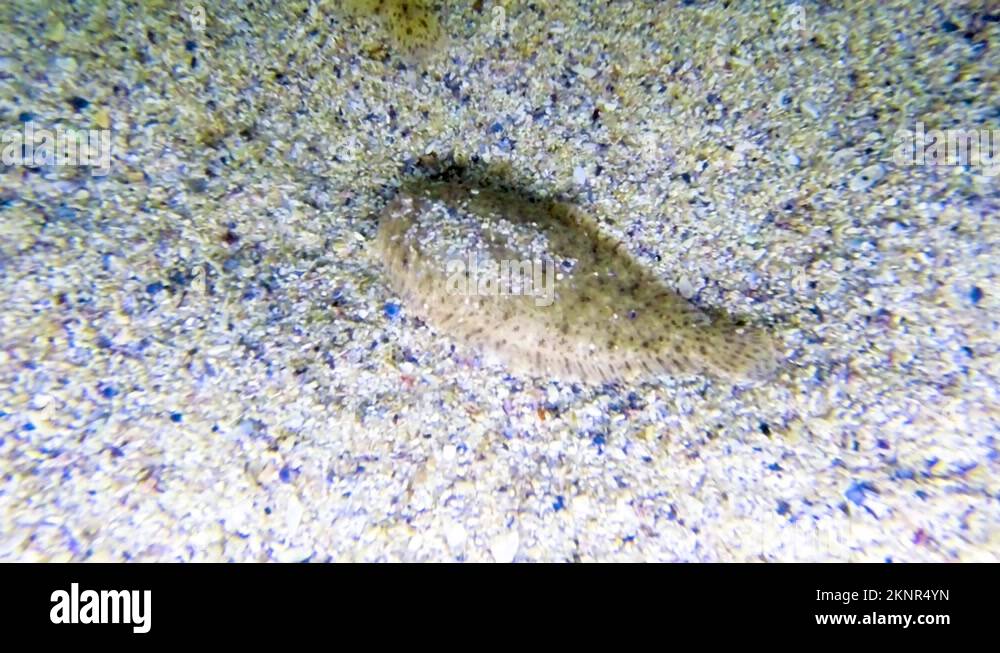 Flat fish camouflage Stock Videos & Footage HD and 4K Video Clips Alamy