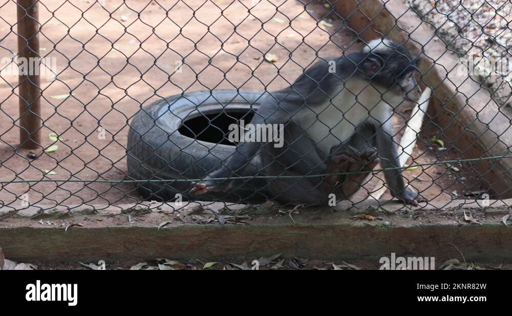 Monkey in fenced enclosure Accra Ghana zoo 4K R740 Stock Video Footage
