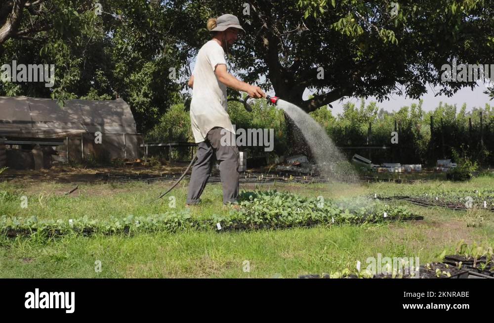 Watering vegetable plot Stock Videos & Footage HD and 4K Video Clips