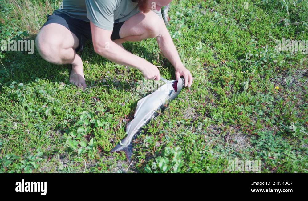 Man Cut The Fish In The Grass To Remove The Gills Before Cooking
