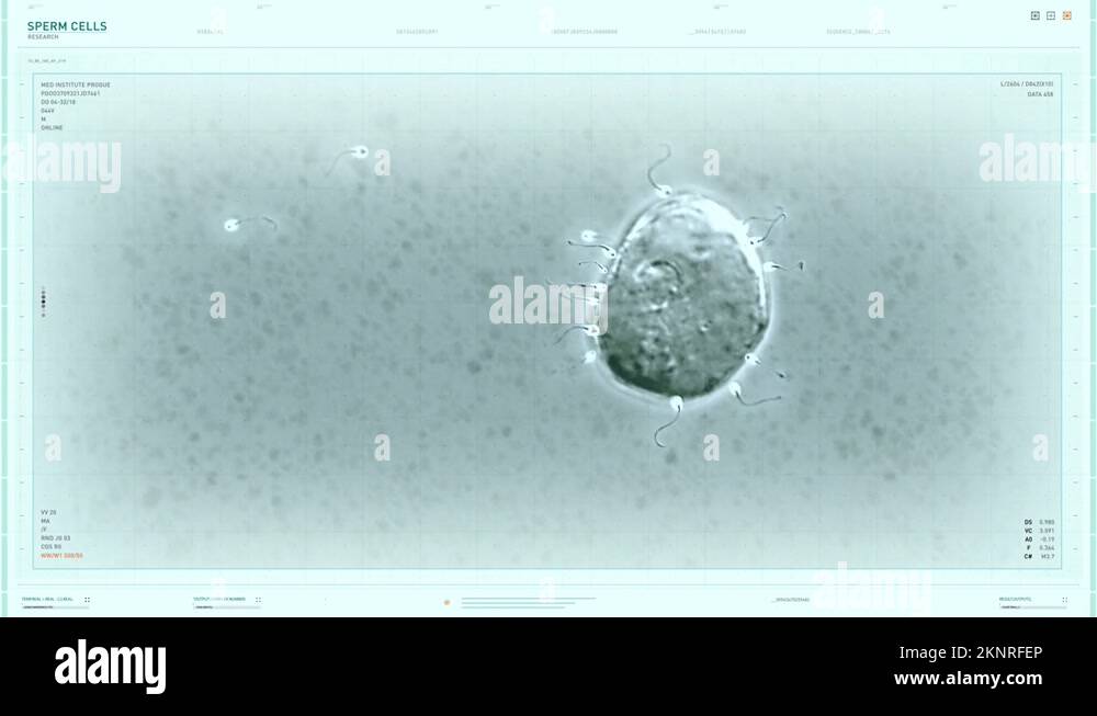 Sperm cells microscope Stock Videos & Footage HD and 4K Video Clips Alamy