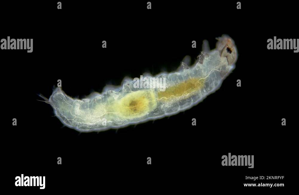 Larva of water moths under a microscope, order Lepidoptera, possibly