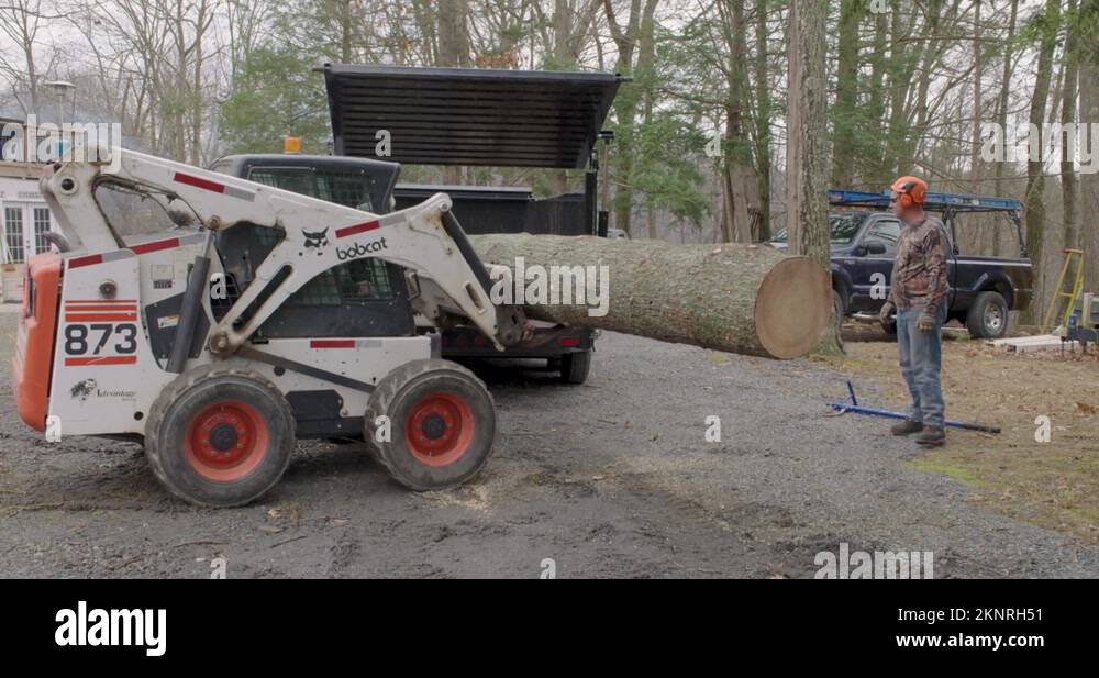 Skid Loader Carrying Large Log Ready To Place In Trailer For Transport ...