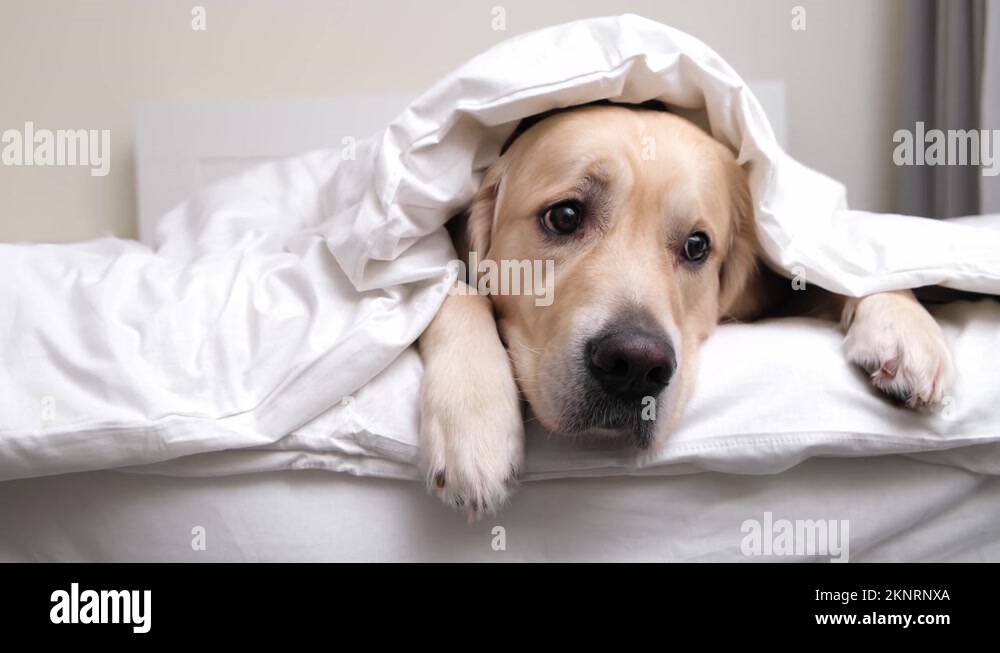 Dog under the covers Stock Videos & Footage HD and 4K Video Clips Alamy