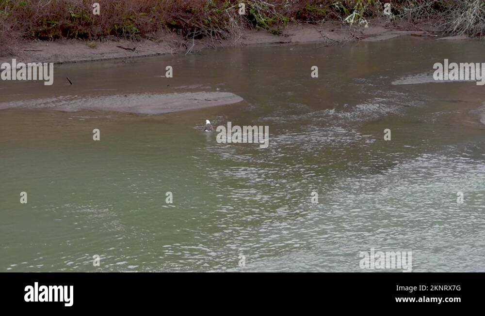 Bald eagle in shallow water Stock Videos & Footage - HD and 4K Video