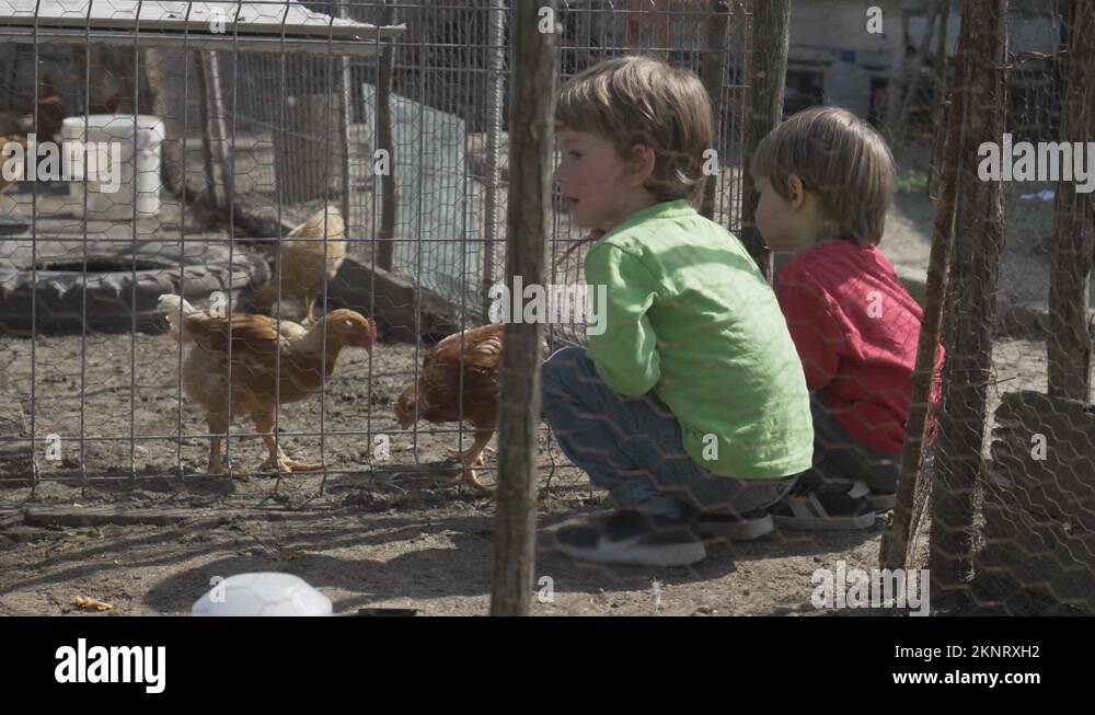 Poultry feeding Stock Videos & Footage HD and 4K Video Clips Alamy