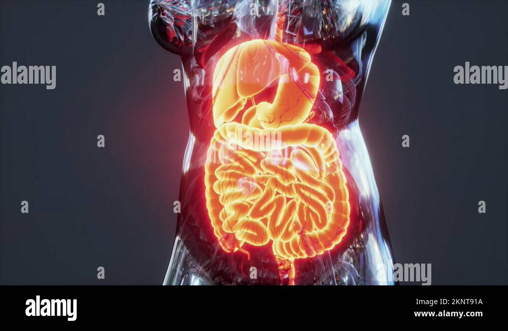 Anatomy of human body with digestive system Stock Video Footage Biology Diagrams