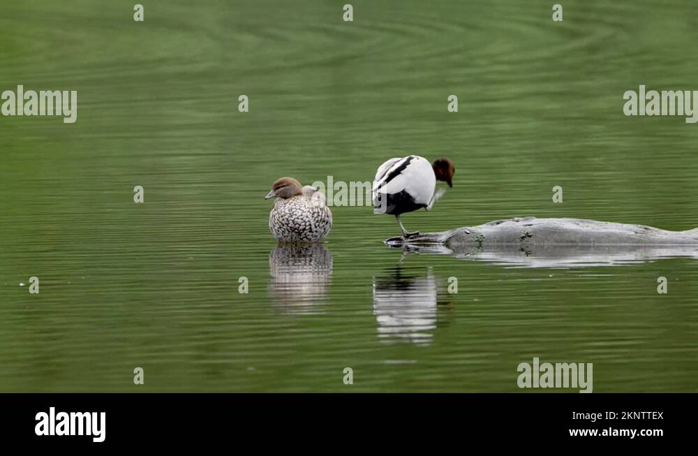 wood duck pair preening on a log in lake yarrunga at bendeela