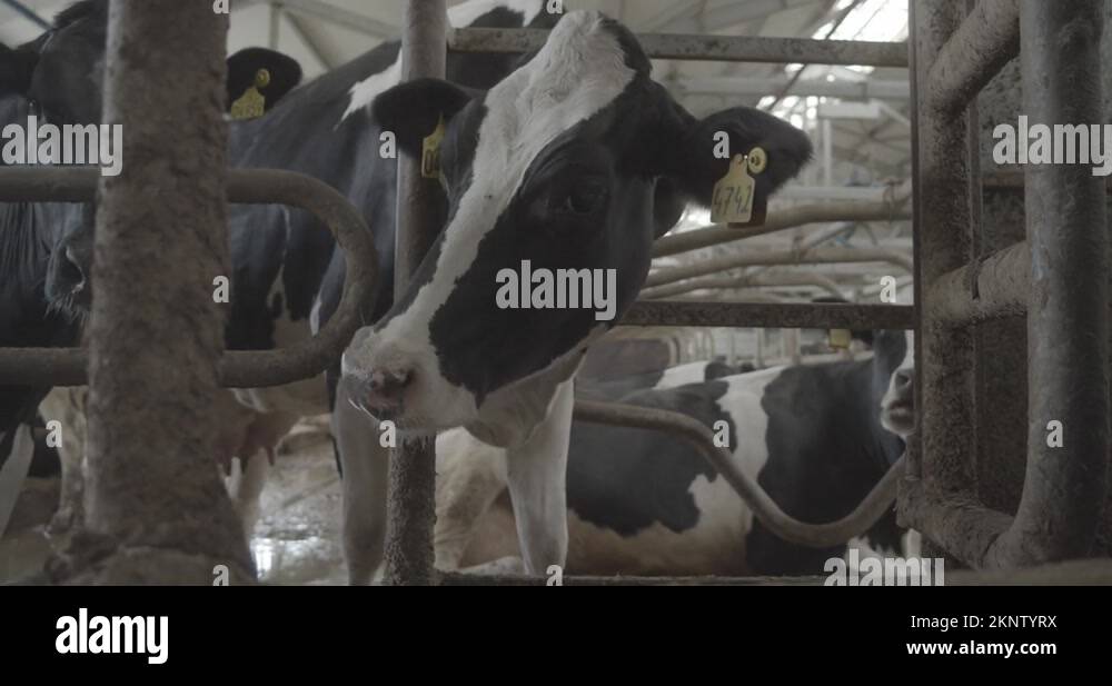 White barn store Stock Videos & Footage HD and 4K Video Clips Alamy