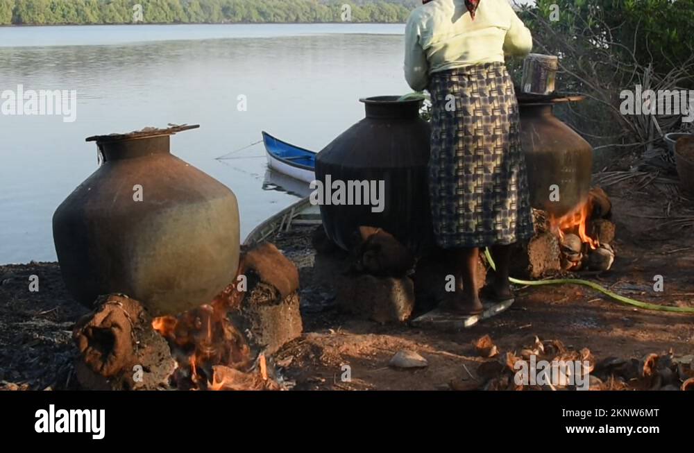 Local farmers harvesting, boiling, drying and de husking in paddy farms ...