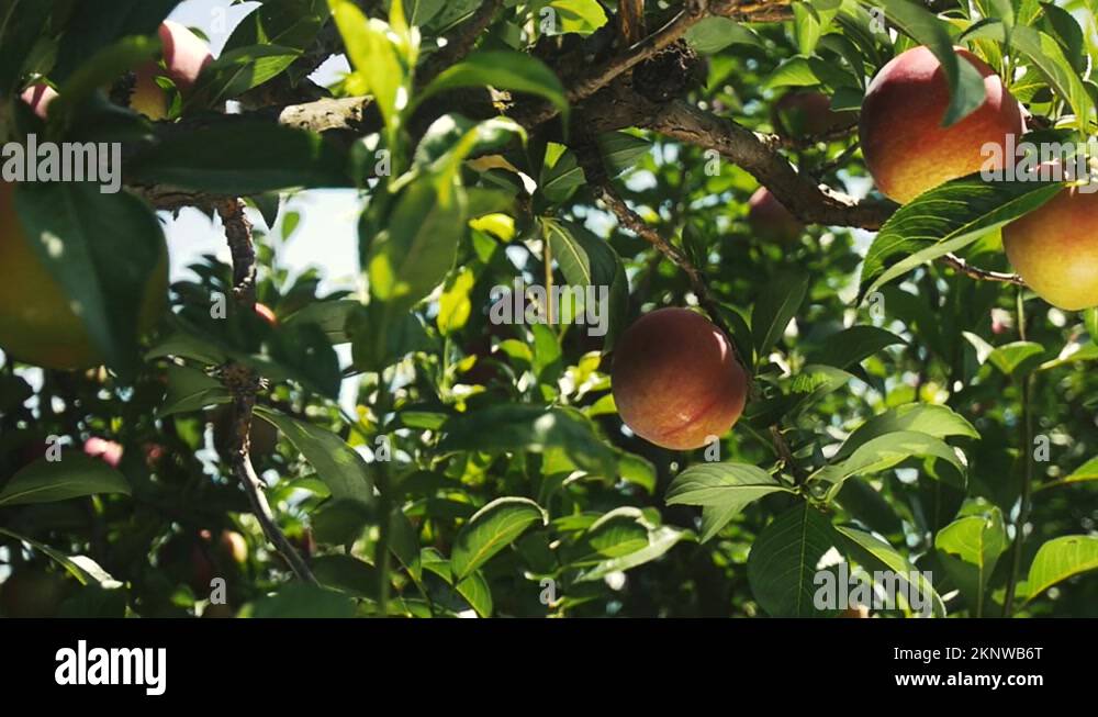 Peach gardens Stock Videos & Footage HD and 4K Video Clips Alamy