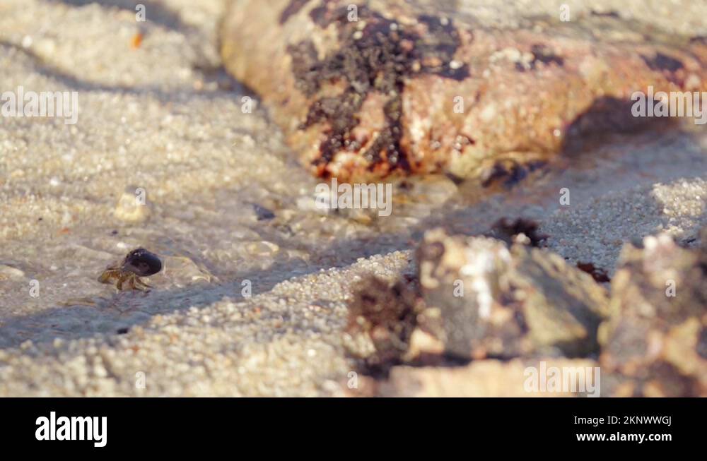 Clear see through shell Stock Videos & Footage - HD and 4K Video Clips ...
