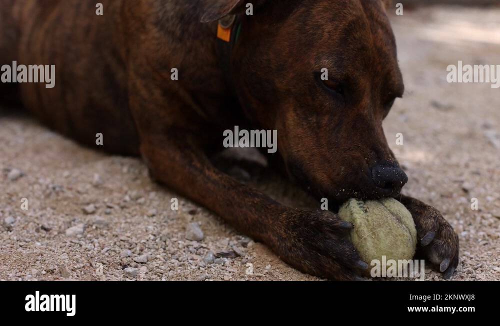 Dog bite ball Stock Videos & Footage HD and 4K Video Clips Alamy