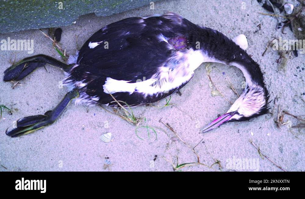 Duck of death Stock Videos & Footage - HD and 4K Video Clips - Alamy