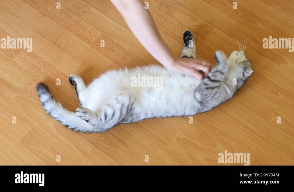 Cat rolls on its back and meows. Cat has estrus Stock Video Footage Alamy