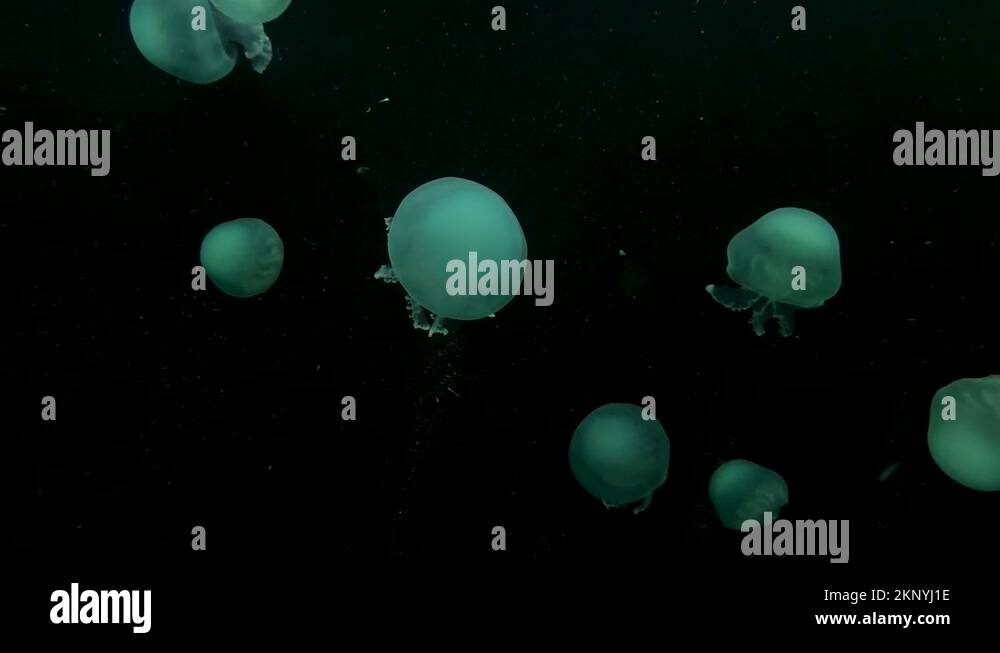 Cannonball jellyfish Stock Videos & Footage HD and 4K Video Clips Alamy