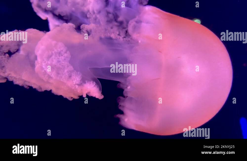 Bright Pink Color Of Cannonball Jellyfish Swimming In The Tank