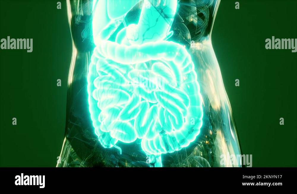 Anatomy of human body with digestive system Stock Video Footage Biology Diagrams
