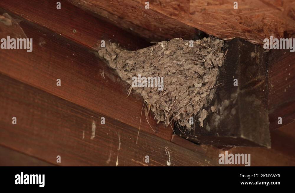 House fly closeup Stock Videos & Footage HD and 4K Video Clips Alamy