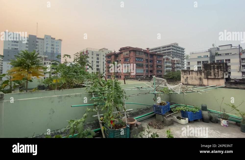 A rooftop garden in Dhaka, Bangladesh. Vegetables growing. sunset hour