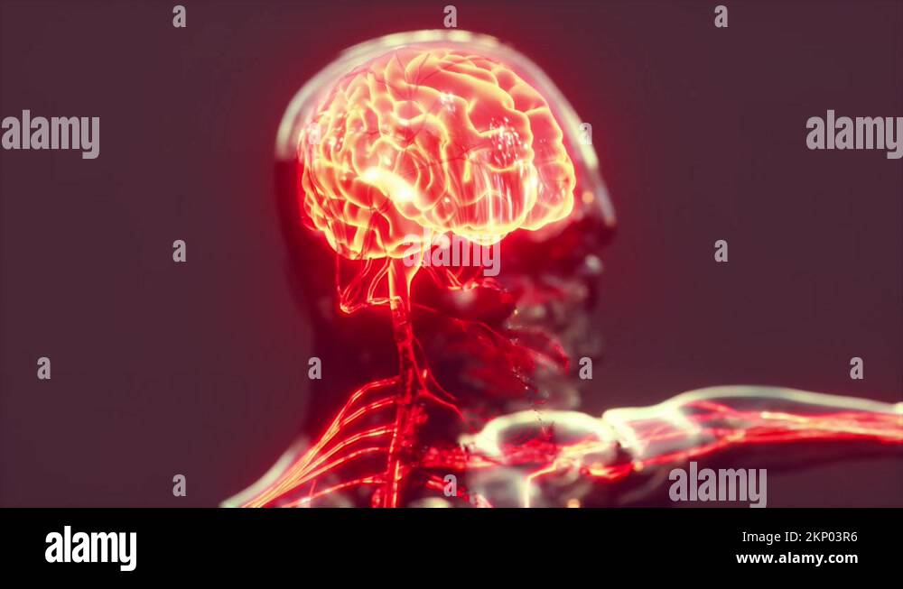 Spinal cord nerve energy impulses into brain Stock Video Footage - Alamy