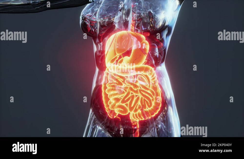 Anatomy of human body with digestive system Stock Video Footage Biology Diagrams