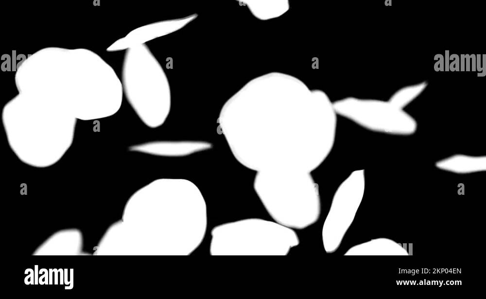 rose petals falling with for overlay Stock Video Footage Alamy