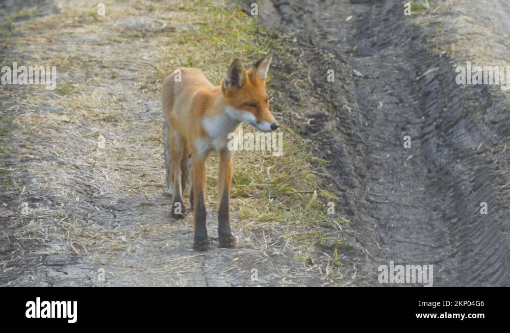Red fox carnivore Stock Videos & Footage - HD and 4K Video Clips - Alamy